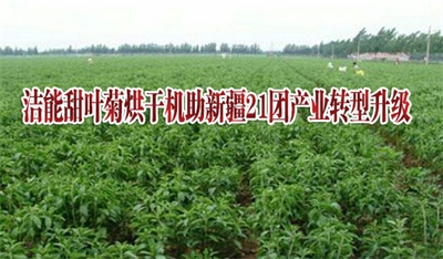 洁能甜叶菊烘干机助力新疆21团产业转型升级