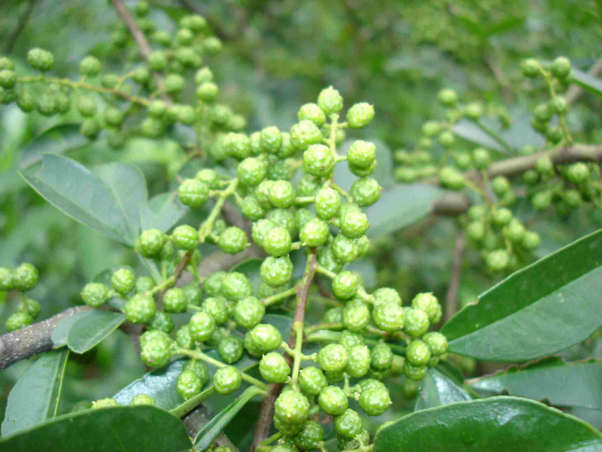 春季的九叶青花椒该如何管理和花椒烘干机选择