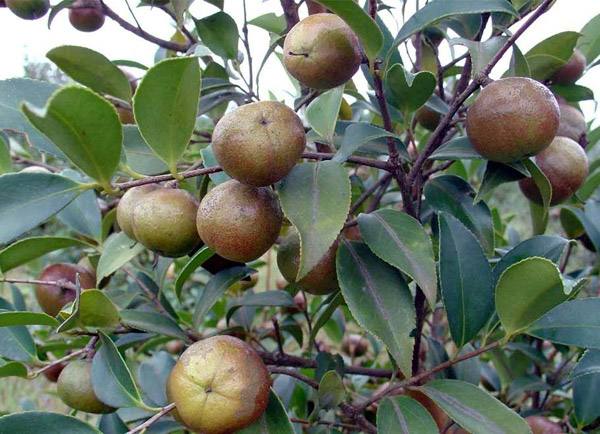 2021年中国茶油迈向世界，油茶种植产业日渐发展